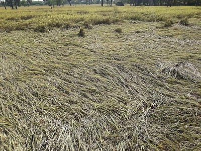 திருவாரூர்: கூத்தாநல்லூர் வட்டத்தில் 19.5 ஆயிரம் ஏக்கர் நெல் பயிர்கள் சேதம்