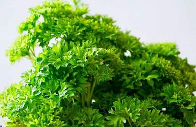 உடல் எடையைக் குறைக்க உதவும் கொத்தமல்லி/பார்ஸ்லி ஜூஸ்