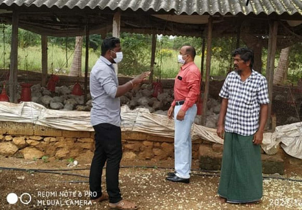 சுரண்டையில் பறவை காய்ச்சல் தடுப்பு நடவடிக்கை