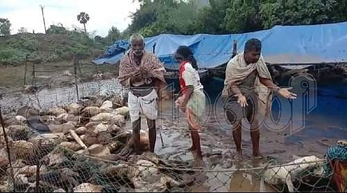 கனமழை: கள்ளக்குறிச்சி அருகே ஏரியில் மூழ்கி 500 ஆடுகள் பலி