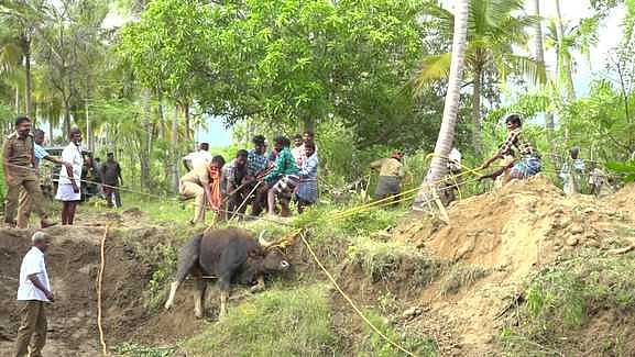 அழகா்கோவில் மலையடிவாரத்தில் கிணற்றில் விழுந்த காட்டு மாடு மீட்பு