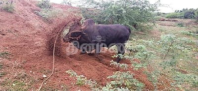 ஜல்லிக்கட்டுக்குத் தயாராகும் காளை, காளையர்கள்