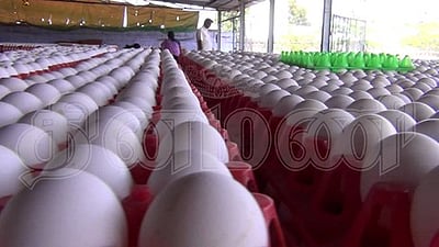 முட்டை விலை நிலவரம்