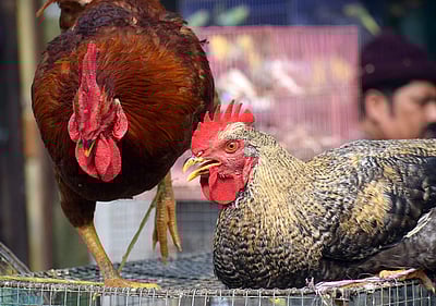 பறவைக் காய்ச்சல்: பஞ்சாப் கட்டுப்பாட்டு பகுதியாக அறிவிப்பு