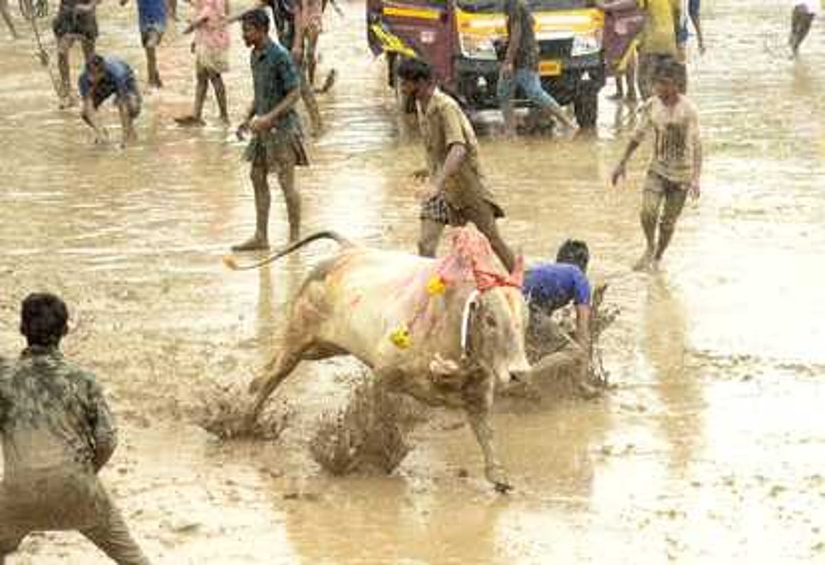 மு.சூரக்குடியில் இளவட்ட மஞ்சுவிரட்டு