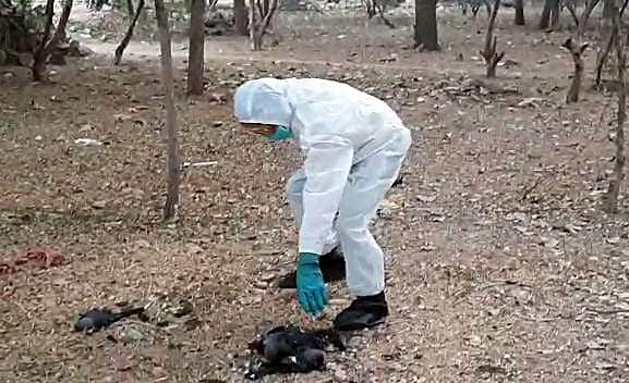 இந்தியாவிலிருந்து கோழி இறக்குமதிக்கு நேபாளம் தடை