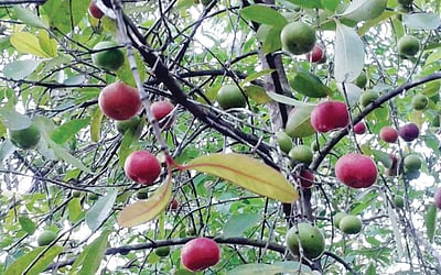 மரங்களின் வரங்கள்!: பழத்தில் இருக்கு சத்து - முருகல் மரம்