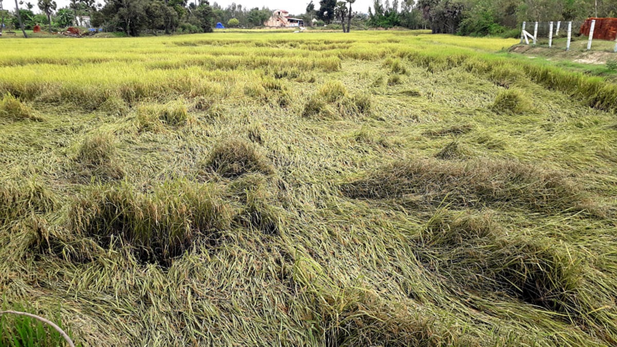 தொடரும் மழையால் நெற்பயிா்கள் பாதிப்பு: விவசாயிகள் கவலை