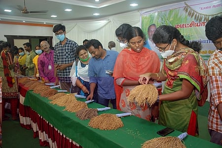 மடீட்சியாவில் பாரம்பரிய நெல் ரகங்கள் கண்காட்சி