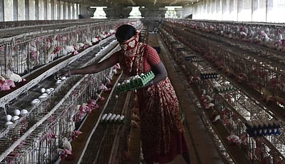 தமிழகத்தில் பறவைக் காய்ச்சல் பாதிப்பு இல்லை: பொது சுகாதாரத் துறை