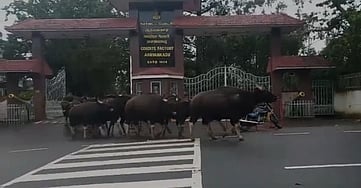 அருவங்காடு வெடிமருந்து தொழிற்சாலை வளாகத்தில் காட்டெருமை கூட்டம்