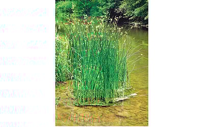 ஆயுள் காக்கும் ஆயுர்வேதம்: தர்ப்பைப்  புல்லின் மருத்துவ குணங்கள்!