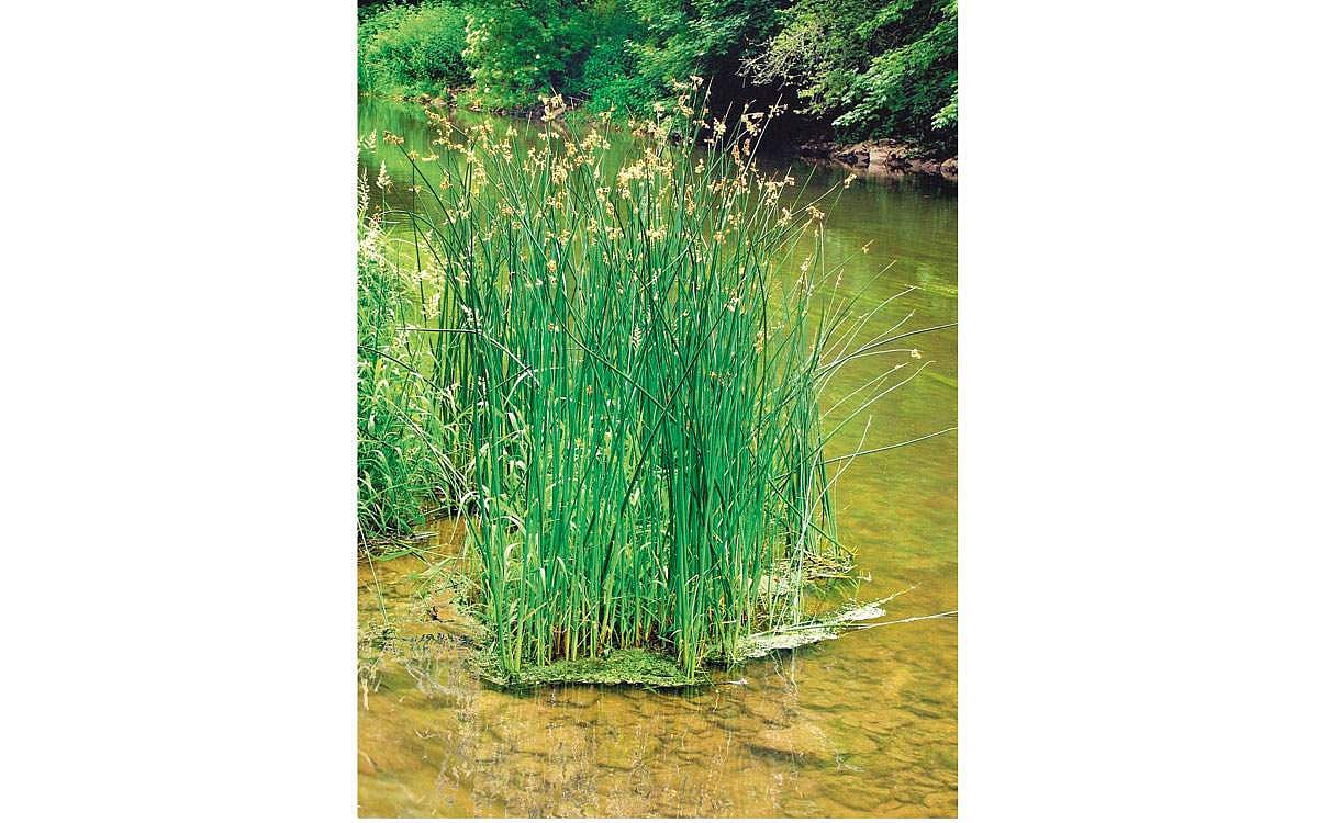 ஆயுள் காக்கும் ஆயுர்வேதம்: தர்ப்பைப் புல்லின் மருத்துவ குணங்கள்!