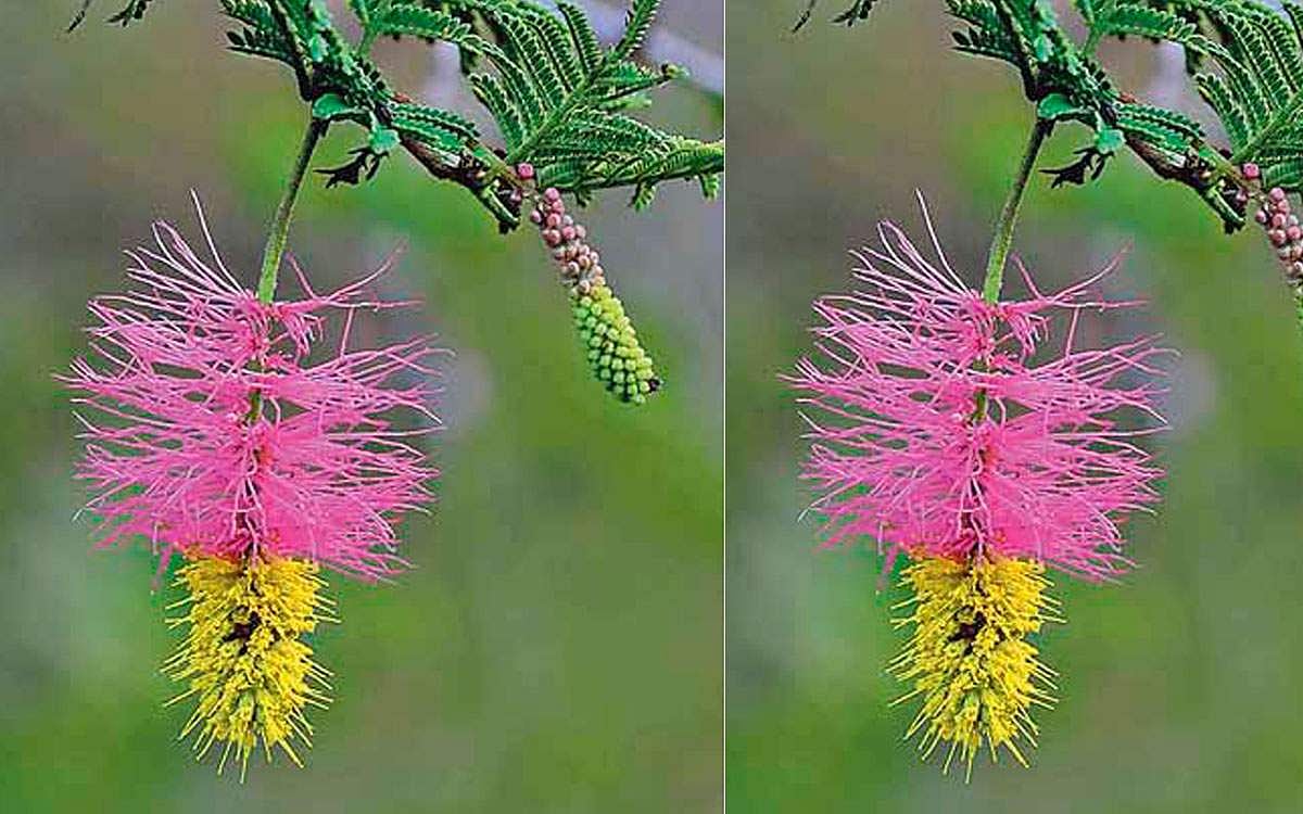 மரங்களின் வரங்கள்!: கடுகு சிறுத்தாலும் காரம் குறையாது - விடத்தலை மரம்