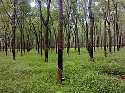 குமரியில் மீண்டும் தொடங்கிய 
ரப்பா் பால்வடிப்பு