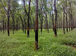 குமரியில் மீண்டும் தொடங்கிய 
ரப்பா் பால்வடிப்பு