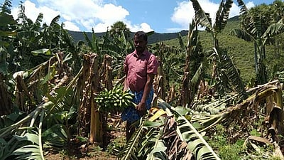 மேட்டூர் அருகே கனமழைக்கு பல ஆயிரம் வாழை மரங்கள் சேதம்