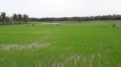 வேதாரண்யம் பகுதியில் தொடர் மழை