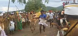 ராசிபுரம் பொன் வரதராஜ பெருமாள் கோயிலில் பக்தா்கள் மீது மாடு தாண்டும் திருவிழா