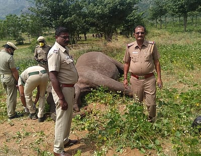 பர்கூர் வனப்பகுதியில் பெண் யானை மரணம்
