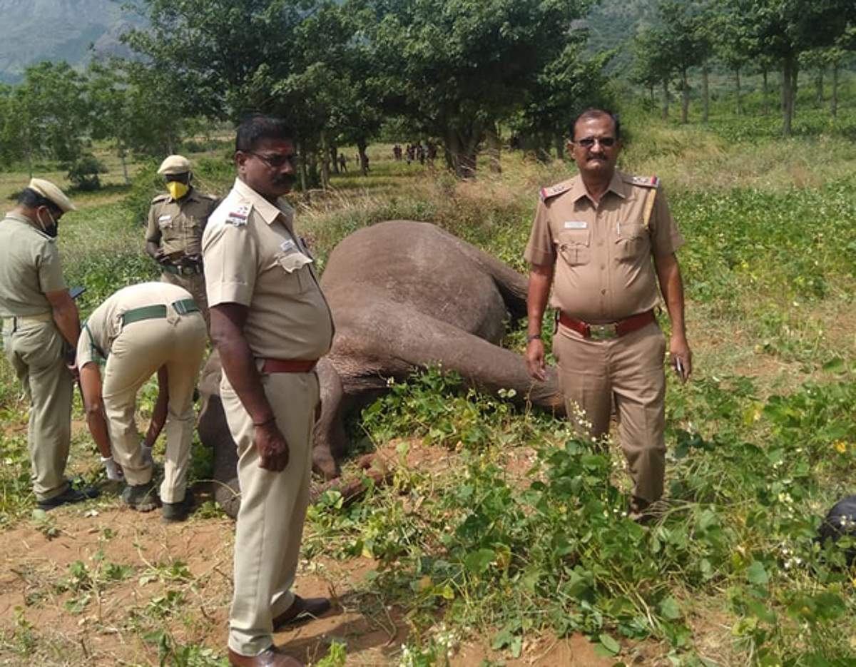 பர்கூர் வனப்பகுதியில் பெண் யானை மரணம்