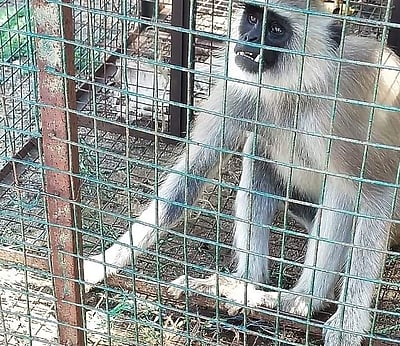 கெங்கவல்லியில் இரு வாரத்திற்குப் பின் பிடிபட்டது குரங்கு