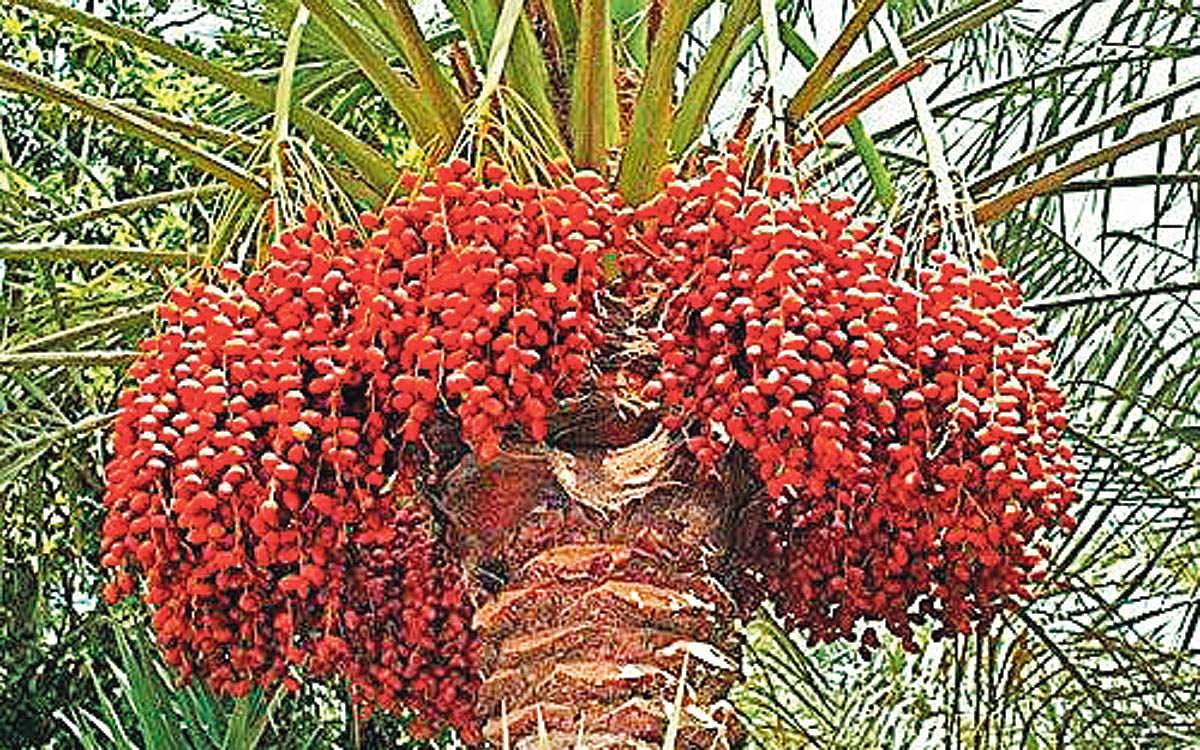 மரங்களின் வரங்கள்!: உடலுக்கு உரமூட்டும் - ஈச்ச மரம்