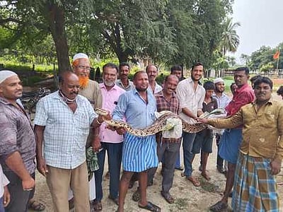 வேப்பனப்பள்ளியில் பிடிபட்ட மலைப்பாம்பு வனப்பகுதியில் விடுவிப்பு