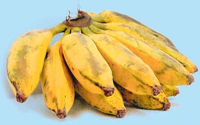 ஆயுள் காக்கும் ஆயுர்வேதம்: சர்க்கரை நோய்... வாழைப்பழம்!