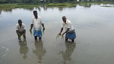 மழைநீரில் மூழ்கிய சம்பா பயிா்விவசாயிகள் கவலை