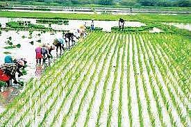 உணவு உற்பத்தியும் வறுமை ஒழிப்பும்