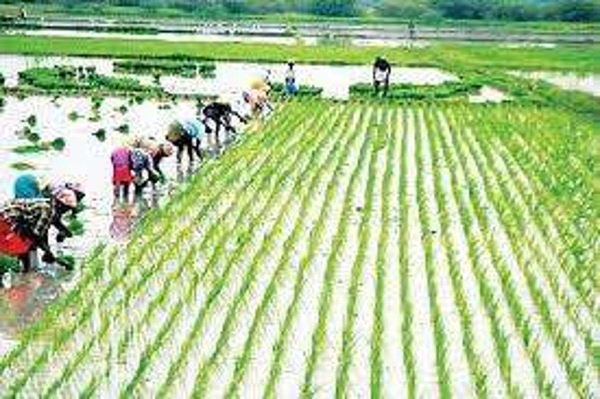 உணவு உற்பத்தியும் வறுமை ஒழிப்பும்