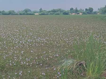 பல ஆண்டுகளாக தூா்வாரப்படாததால் நீா் கொள்ளளவு குறைந்துபோன சித்தேரி!