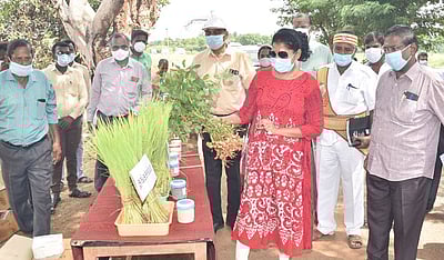 6 ஏக்கரில் பாரம்பரிய நெல் விதைகள் நடவு தொடக்கம்