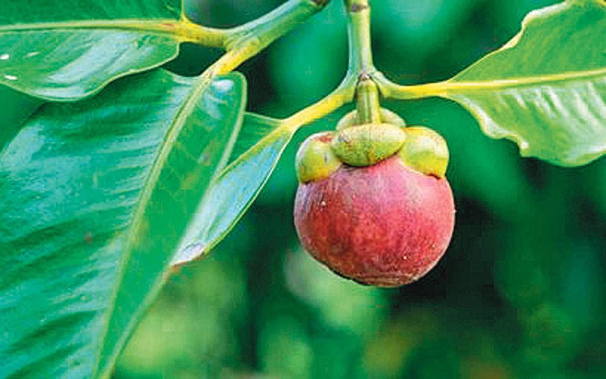 மரங்களின் வரங்கள்!: பழங்களின் அரசி - மங்குஸ்தான் மரம்