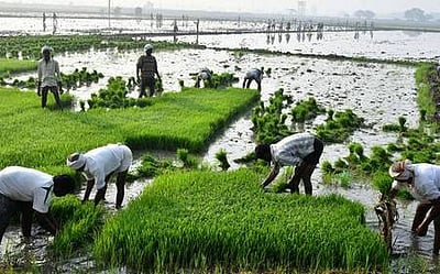 ரபி பருவ சாகுபடி 5% அதிகரிப்பு