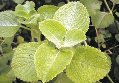 கற்பூரவல்லி இலையின் மருத்துவ குணங்கள்!