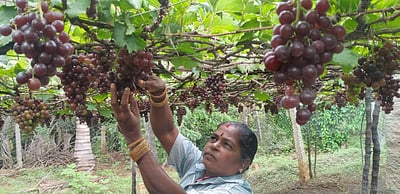 தொடர் மழை: விலை குறைவால் திராட்சை விவசாயிகள் கவலை