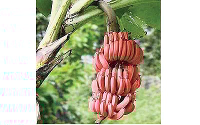 செவ்வாழையின் நன்மைகள்!