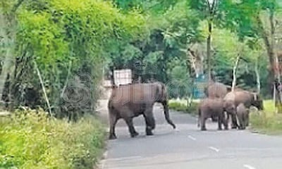 உத்தரகண்ட்: யானைகள் தாக்கியதில் 6 பெண்கள் படுகாயம்