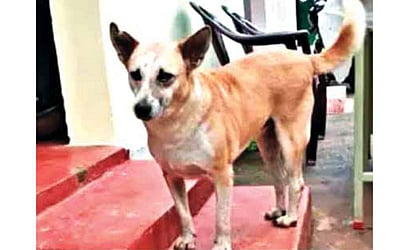 வளர்ப்பு நாய்கள் வைத்திருப்போருக்கு...  சென்னை மாநகராட்சி கடும் எச்சரிக்கை!