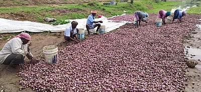 மழையில் வெங்காயம் அழுகி சேதம்: விவசாயிகள் வேதனை