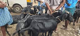 பக்ரீத்: மேலப்பாளையம் சந்தையில் ஒரே நாளில் ரூ. 3 கோடிக்கு ஆடுகள் விற்பனை