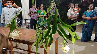 சீா்காழி பள்ளியில் பூத்த அதிசய பிரம்ம கமலம் மலா்!