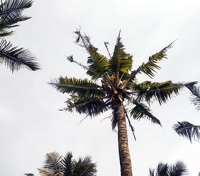 கோவை மாவட்டத்தில் தென்னை மரங்களைத் தாக்கும் வோ் வாடல் நோய்
