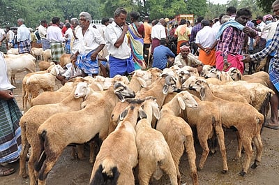 தீபாவளி: குந்தாரப்பள்ளி சந்தையில் 75 ஆயிரம் ஆடுகள் விற்பனை