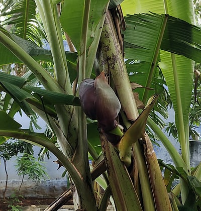 தண்டில் பூ பூத்த அதிசய வாழை