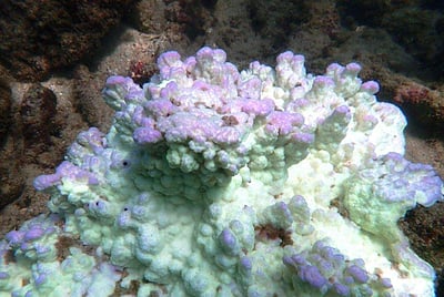 புவி வெப்பமயமாதலால் அழிந்த 14% பவளப்பாறைகள்: ஆய்வில் வெளியான அதிர்ச்சித் தகவல்