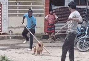 நாயை அடித்துக்கொன்ற 2 சுகாதாரப் பணியாளர்கள்: நகராட்சி எடுத்த நடவடிக்கை