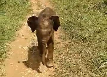 பிரிந்த குட்டி யானை மீண்டும் தாயுடன் சேர்ப்பு: வனத்துறைக்கு குவியும் பாராட்டு (விடியோ)